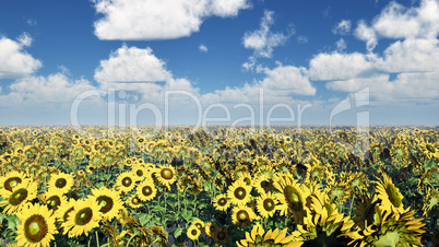 Sonnenblumen