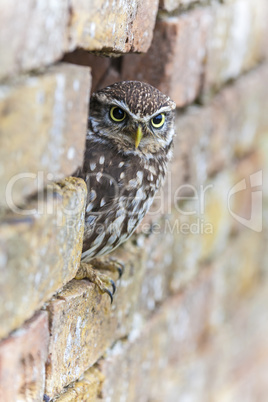 Little Owl Looking Out of a Hole in a Wall