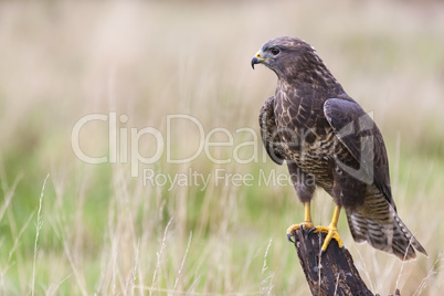 Buzzard sitting on a Tree Stump