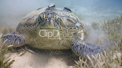 Great diving with green turtles grazing in the Red sea