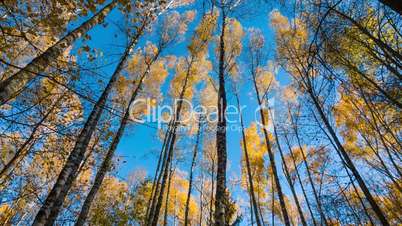 Autumn birches and blue sky