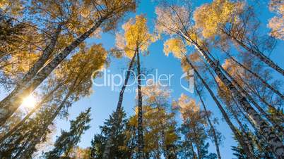 Autumn Birches And Fly In Sky