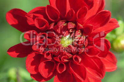 Rote Dahlie - Dahlia - Blüte