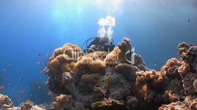 Underwater videographer, filming a symbiosis of clown fish and anemone in the Red Sea