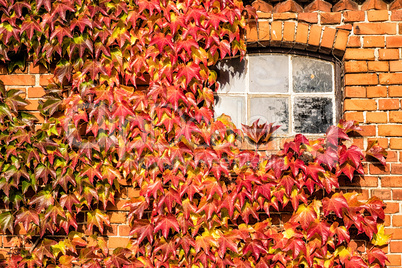 Herbstlich gefärbte Blätter