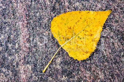 Ein Blatt auf einem Stein im Herbst.