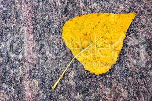 Ein Blatt auf einem Stein im Herbst.