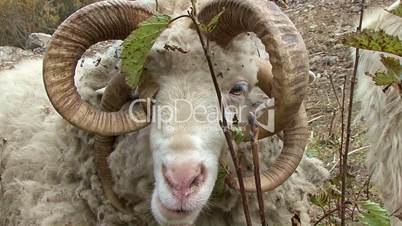 Baran - a mutant with four horns in the foothills of the Caucasus mountains, Russia
