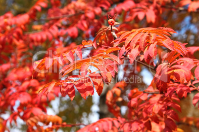 Lush Red Sorbus Leaves In Autumn