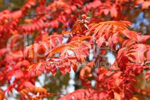 Lush Red Sorbus Leaves In Autumn