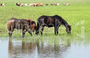 farm animals on pasture