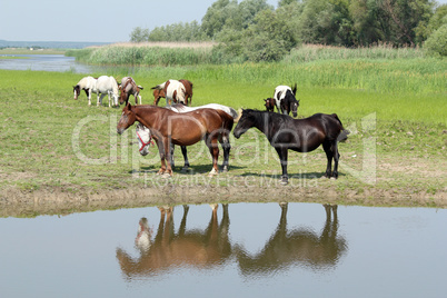 horses standing on river bank