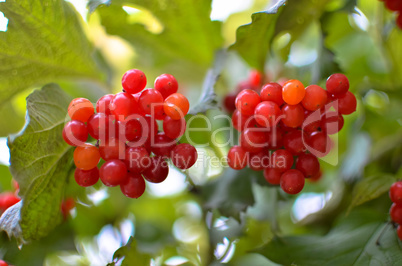 Rowan-berry bush in autumn