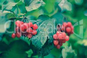 Rowan-berry bush in autumn