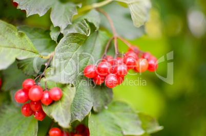 Rowan-berry bush in autumn