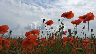 Endless field of red poppies near Krasnodar, Russia