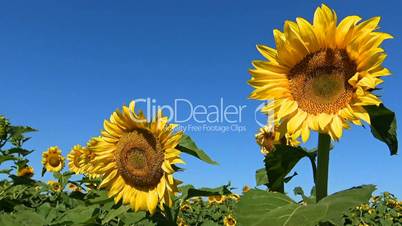 Endless fields of sunflowers near Krasnodar, Russia