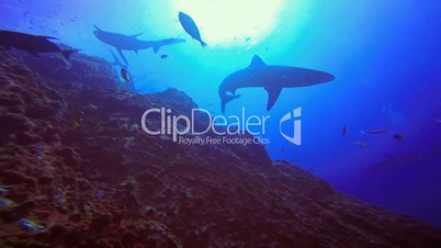 Great diving with reef sharks at Roca Partida rock in the Pacific Ocean, Mexico