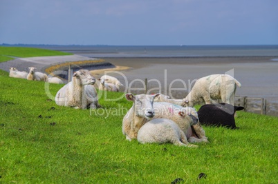 Ostfriesland Schafe - Eastern Friesland sheeps 02