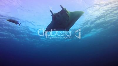 Great diving with the mantas at Socorro island in the Pacific ocean, Mexico