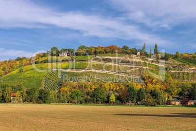 Saale Unstrut Weinberge - Saale Unstrut vineyards 03