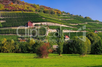 Saale Unstrut Weinberge - Saale Unstrut vineyards 05
