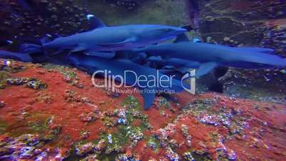 Great diving with reef sharks at Roca Partida rock in the Pacific Ocean, Mexico