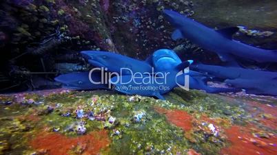 Great diving with reef sharks at Roca Partida rock in the Pacific Ocean, Mexico