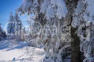 Winterwald - forest in winter 05