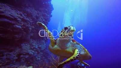 Hawksbill sea turtle, floating over a coral reef in the Red Sea