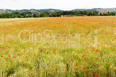 Cornfield with poppies