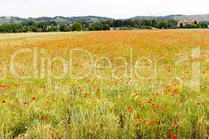 Cornfield with poppies