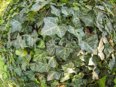 Green ivy plant background