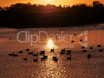 Wasservögel am See bei Sonnenuntergang