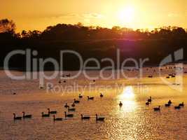 Wasservögel am See bei Sonnenuntergang