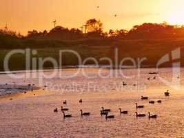 Wasservögel am See bei Sonnenuntergang