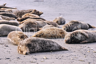 Kegelrobben (Halichoerus grypus)