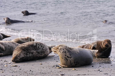 Kegelrobbe (Halichoerus grypus)