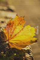 herbstlich verfärbtes Blatt