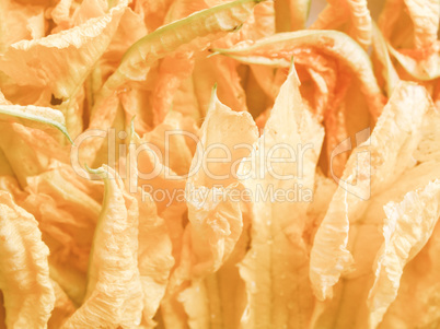Retro looking Courgette flowers