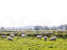 Schafe und Ziegen auf der Weide
