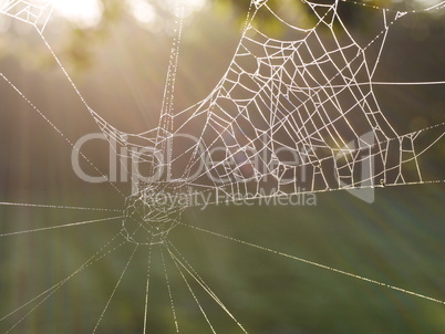 Spinnweben mit Morgentau