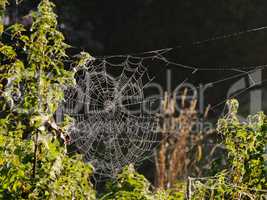 Spinnennetz mit Morgentau