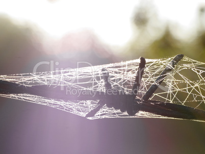 Stacheldraht mit Spinnweben