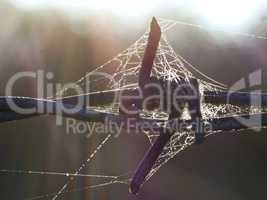 Stacheldraht mit Spinnweben
