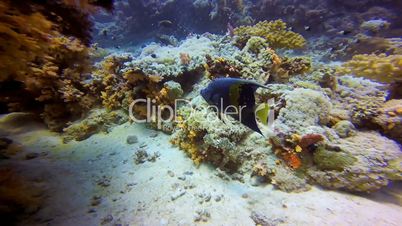 Arabian angelfish over the reef in the Red Sea