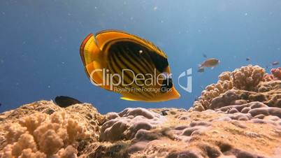 Butterfly fish on the reef in the Red Sea