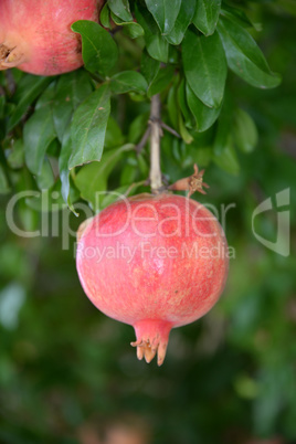 Granatapfel