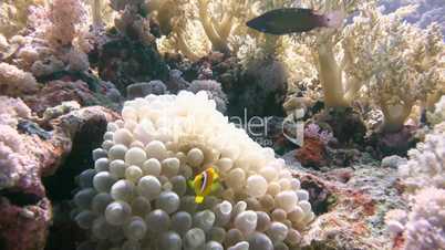 Symbiosis of anemones and clown fish in the Red Sea