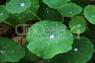 Blätter mit großen Wassertropfen